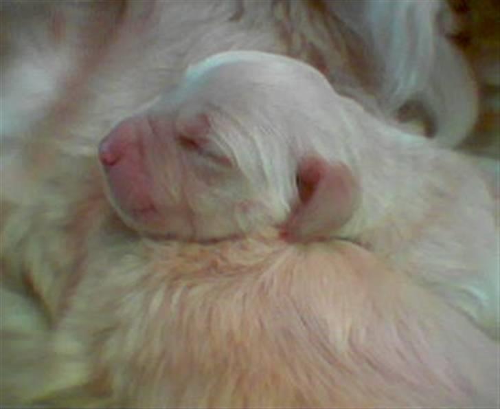 Golden retriever Gabbi - Dejlig at ligge ved mor billede 8