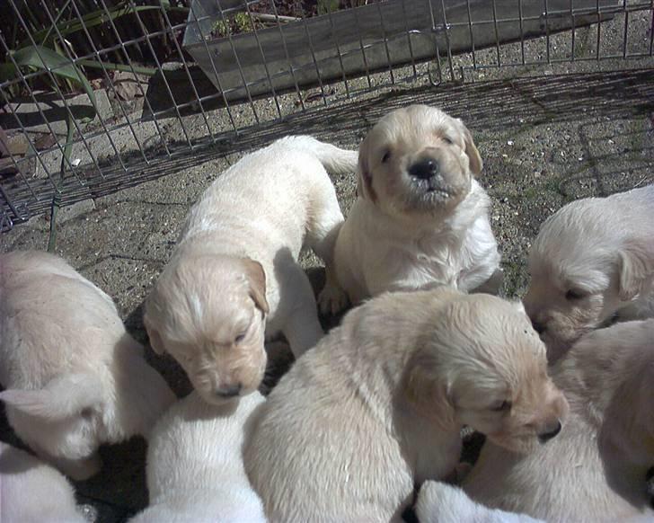 Golden retriever Gabbi - Hej Hej  sagde du noget til mig billede 9