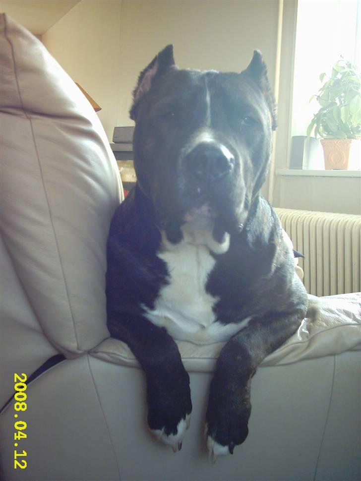 Cane corso obelix billede 16