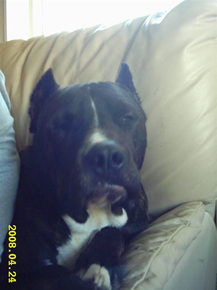 Cane corso obelix billede 17