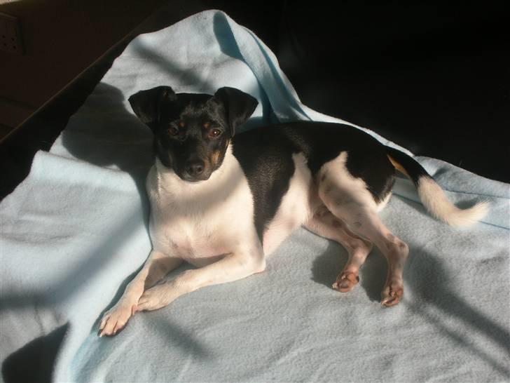 Dansk svensk gaardhund Tego billede 1