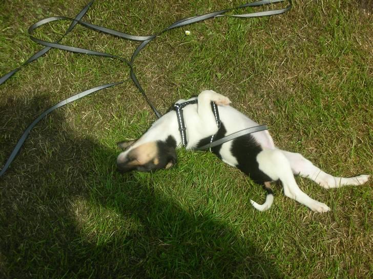 Dansk svensk gaardhund Tego billede 10