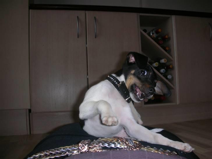 Dansk svensk gaardhund Tego billede 11