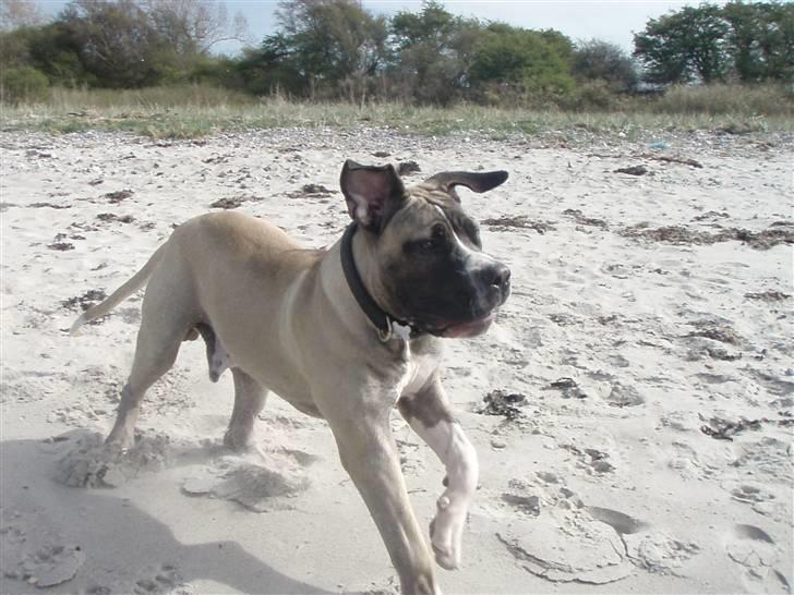 Boerboel Baloo "Abelle`s Atilla" - strandtur. i april billede 14