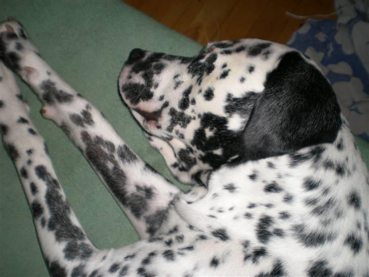 Blanding af racer Diva R.I.P billede 20