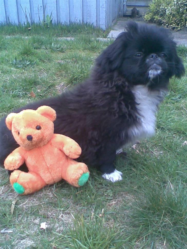 Pekingeser Blackey <3 - Miiiq & min bamse ? (: <3 billede 7