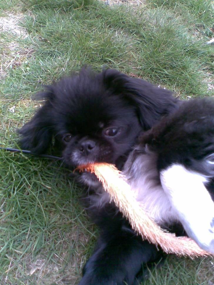 Pekingeser Blackey <3 billede 8