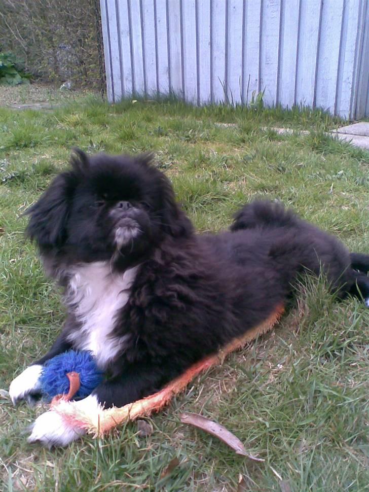Pekingeser Blackey <3 - Stor snudet ?? :D billede 9