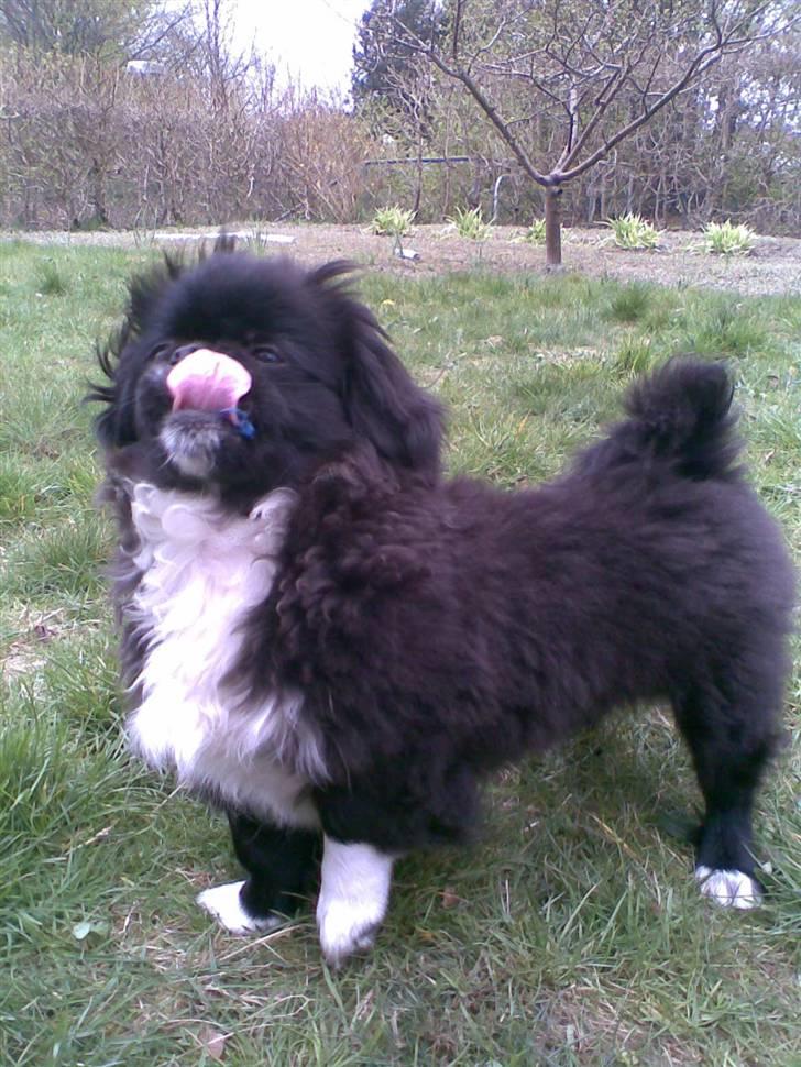 Pekingeser Blackey <3 - Slik face ? (: billede 10