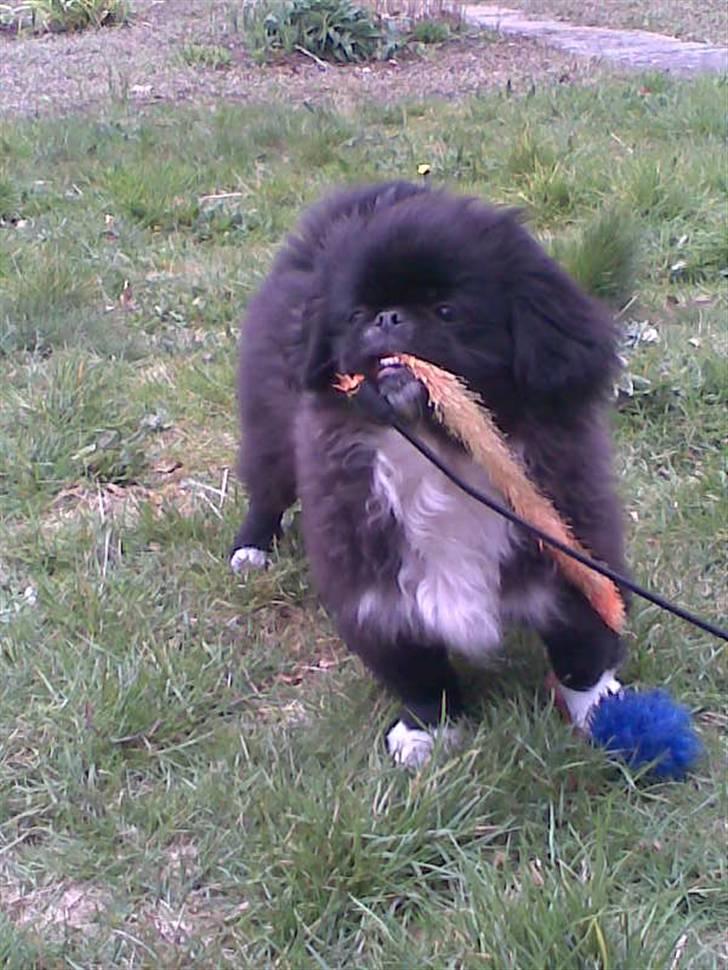 Pekingeser Blackey <3 billede 11