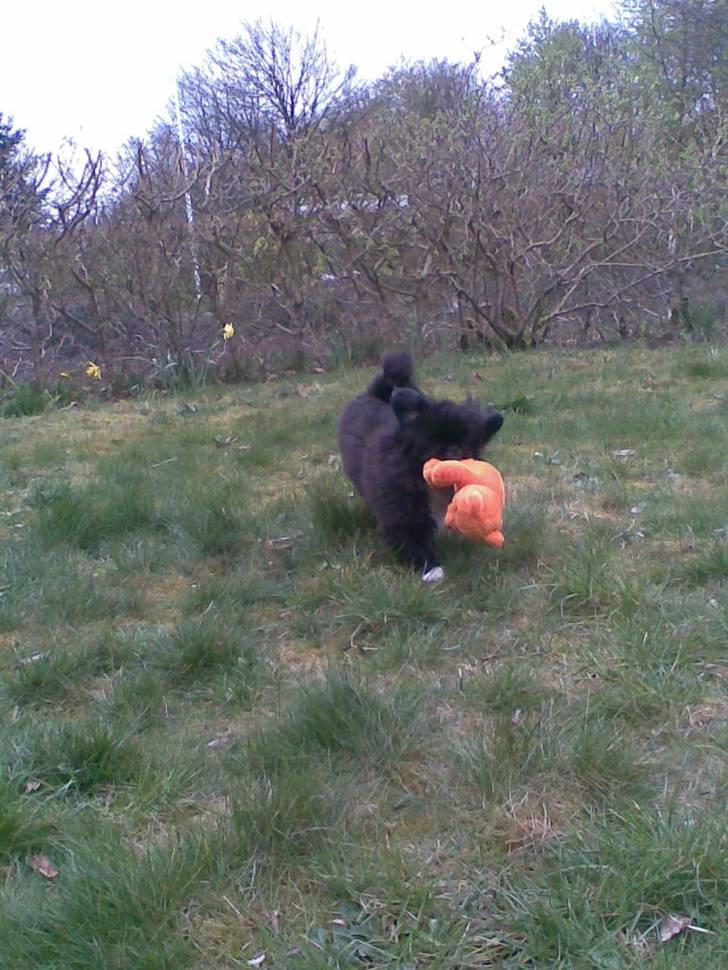 Pekingeser Blackey <3 - Min baaaaaamse :D billede 12
