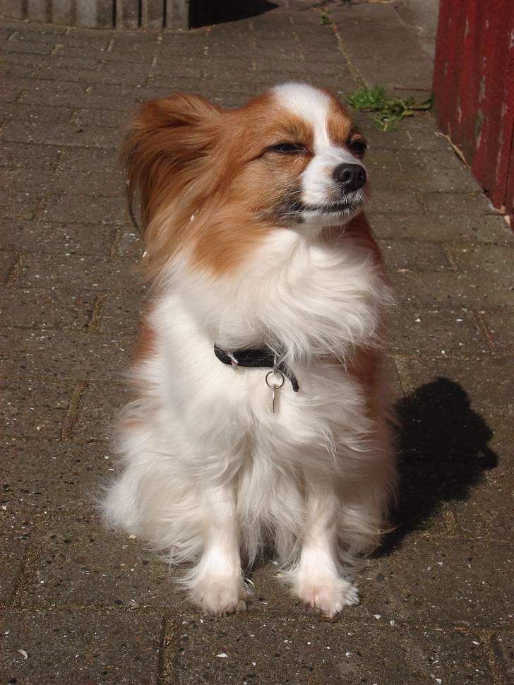 Papillon Feline *Aflivet :'(* - Møffe nyder solen (: April 2008 billede 11