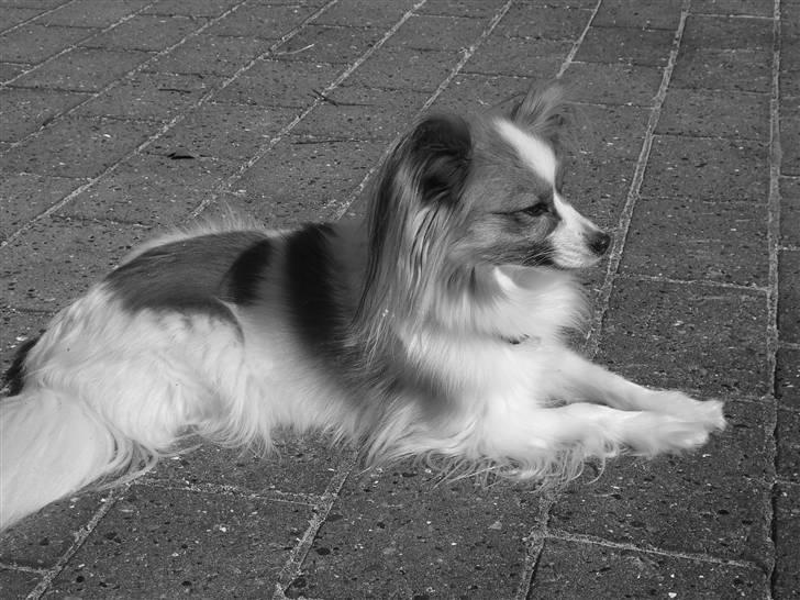 Papillon Feline *Aflivet :'(* - Møffe nyder solen (: April 2008 billede 12