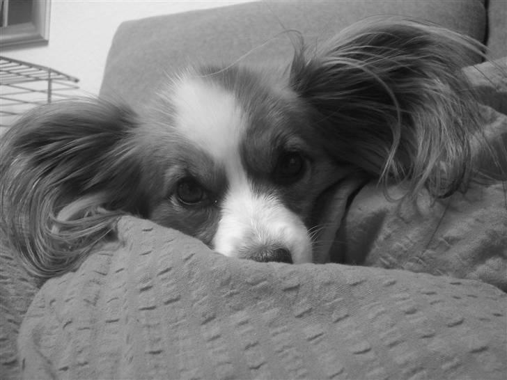 Papillon Feline *Aflivet :'(* - Møffe putter i min seng (; April 2008. billede 13