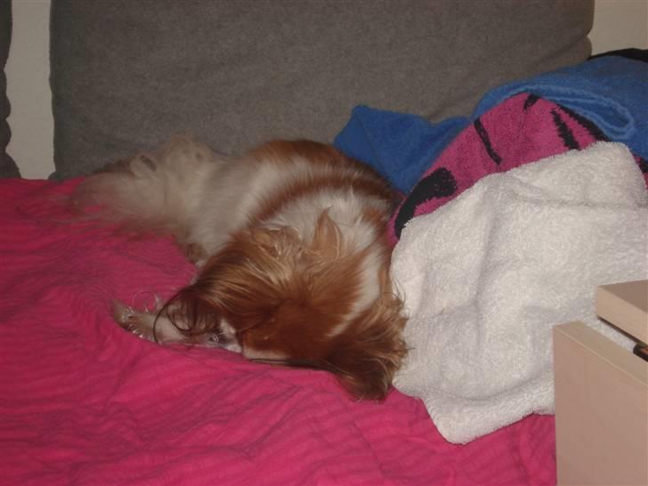 Papillon Feline *Aflivet :'(* - Møffe putter i min seng, op af en masse håndklæder <3 April 2008. billede 14