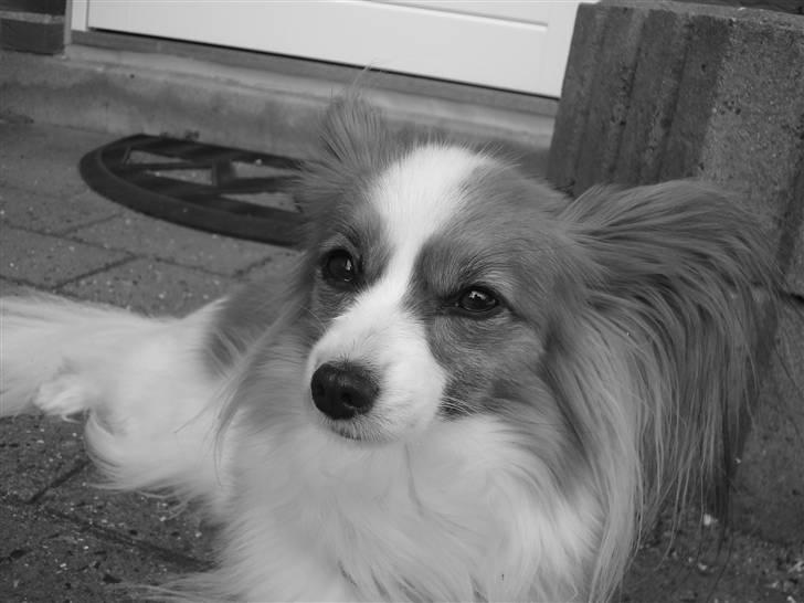 Papillon Feline *Aflivet :'(* - Feline hygger udenfor (; April 2008. billede 15