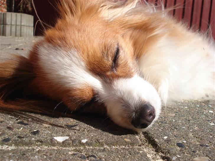 Papillon Feline *Aflivet :'(* - Møffe nyder solen (: April 2008 billede 16