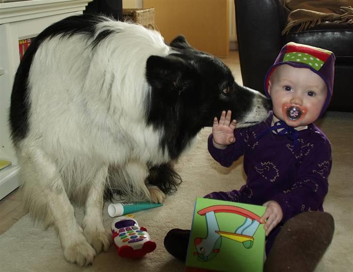 Border collie Tjamp - Tjamp hilser pænt på Sofia som lige er kommet hjem fra dagpleje billede 20