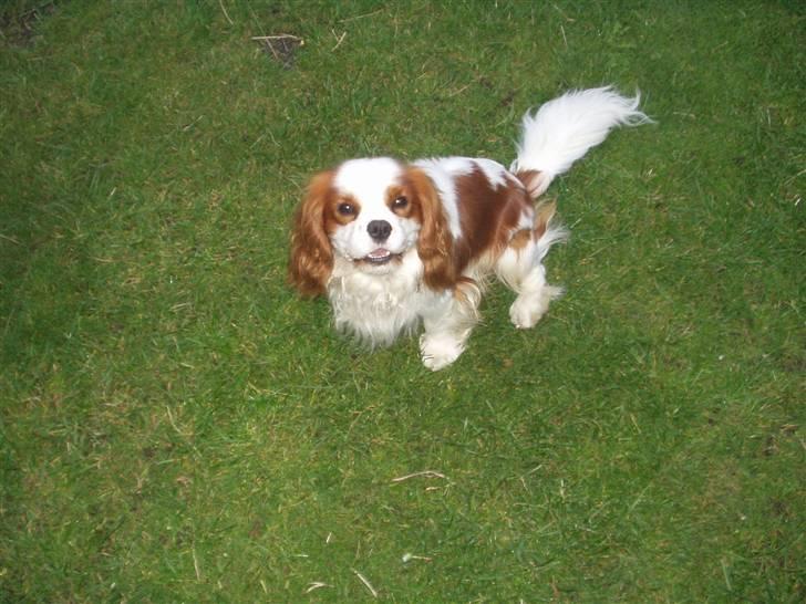 Cavalier king charles spaniel Lucky - her er han ude i haven jeg har brugt det her billed i en fremlæggelse billede 1