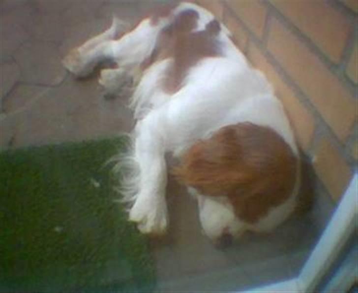Cavalier king charles spaniel Lucky - det her er en måned efter jeg fik ham, men han sover stadigvæk hele tiden..... billede 2