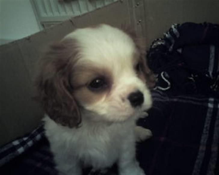 Cavalier king charles spaniel Lucky - det her er da jeg lige havde fået ham billede 3