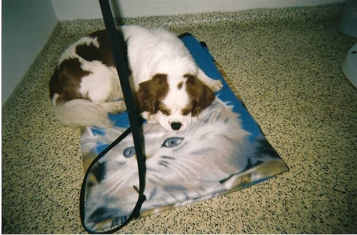Cavalier king charles spaniel Lucky - her er vi i gang med at gøre rent og han var lidt træt billede 4