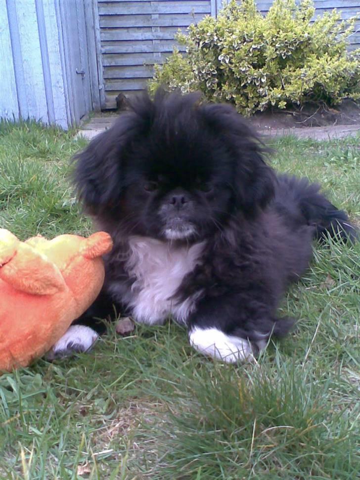 Pekingeser Blackey <3 billede 13