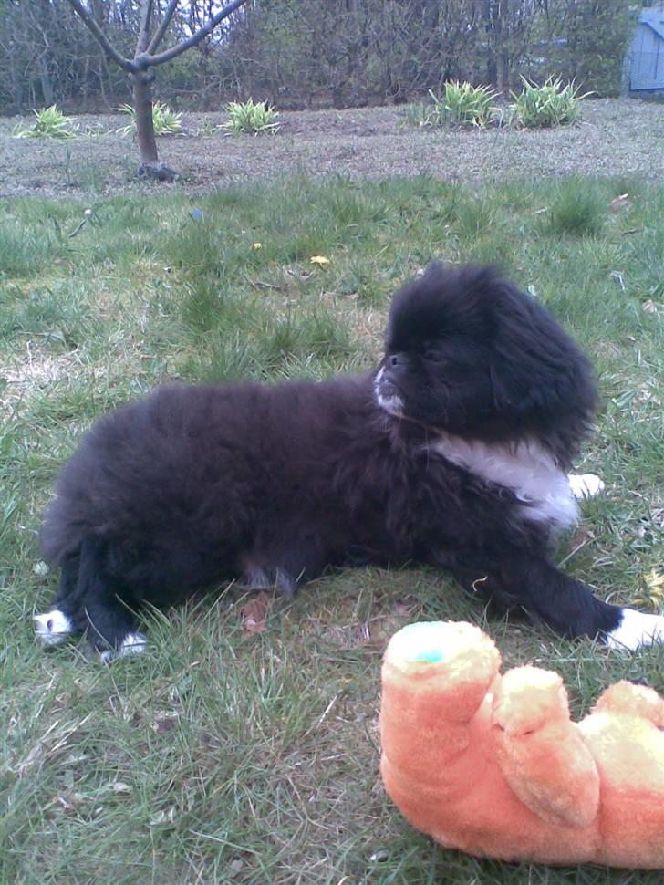 Pekingeser Blackey <3 billede 14