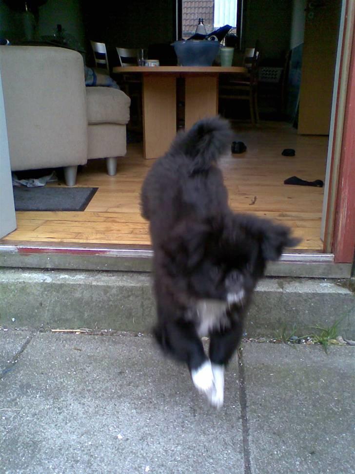 Pekingeser Blackey <3 - Såååeh det uuuuuuuud !!! :D billede 15