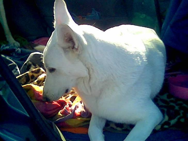 Hvid schæfer Rico billede 2