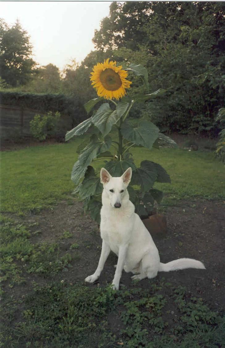 Hvid schæfer Rico billede 1