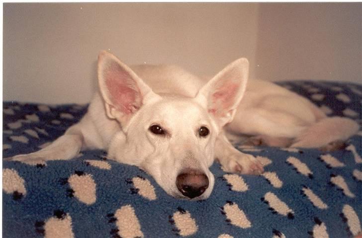 Hvid schæfer Rico - Sker der mon snart noget? billede 3