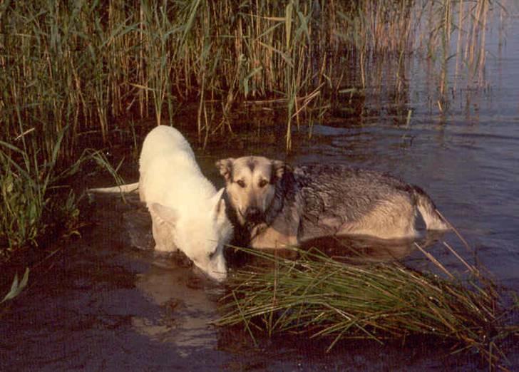 Hvid schæfer Rico - Rico og Laurine billede 4