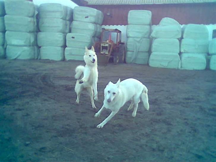 Hvid schæfer Rico - Rico og Nanoq billede 5