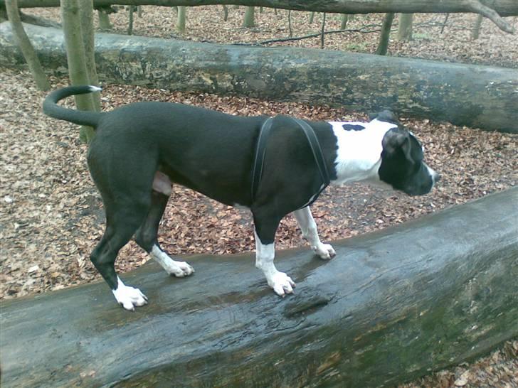 Blanding af racer Amstaff/AmBull Tyson billede 16