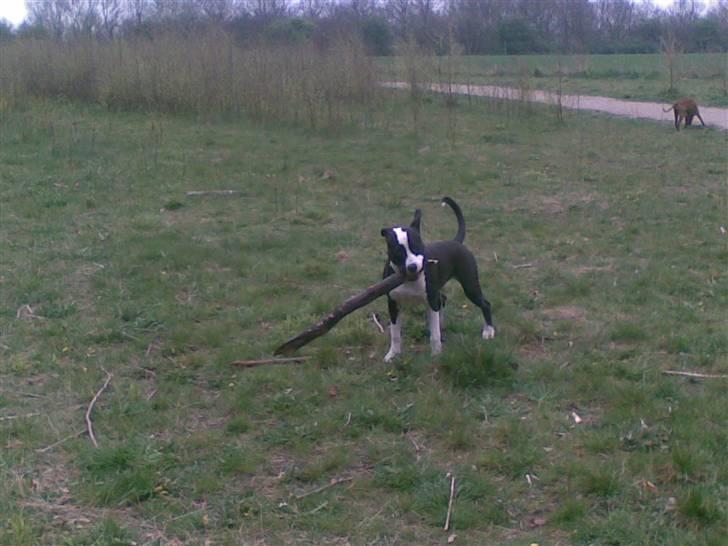 Blanding af racer Amstaff/AmBull Tyson billede 17