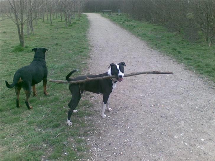 Blanding af racer Amstaff/AmBull Tyson billede 18