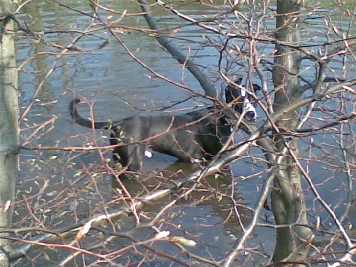 Blanding af racer Amstaff/AmBull Tyson billede 19