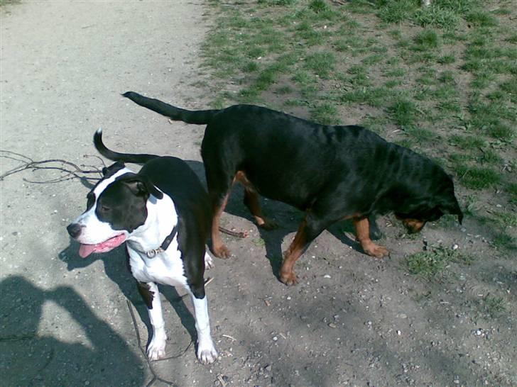 Blanding af racer Amstaff/AmBull Tyson billede 20