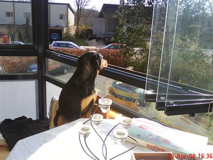 Blanding af racer Freja himmelhund - elsker at kigge ud over altanen, har enda fået min egen stol ved siden af mor, når hun slikker sol billede 7