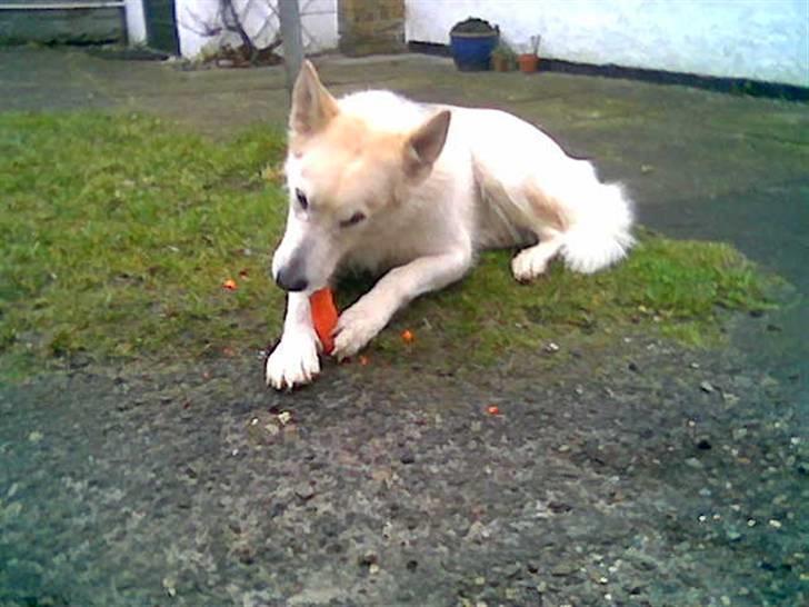 Blanding af racer Nanoq billede 2