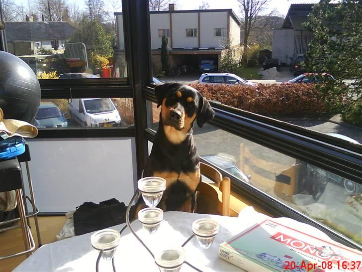 Blanding af racer Freja himmelhund - så fin kan jeg være :)  billede 8