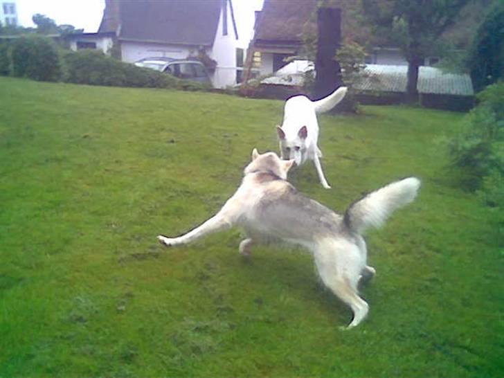 Blanding af racer Nanoq billede 3