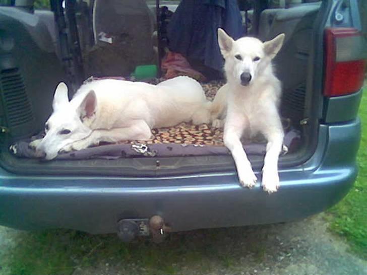 Blanding af racer Nanoq - Fældetid billede 4