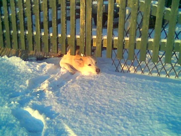 Blanding af racer Nanoq billede 5