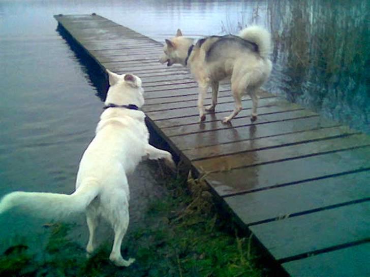 Hvid schæfer Rico billede 6