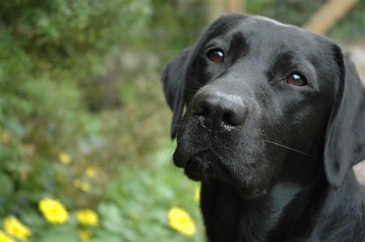 Labrador retriever                     Freja billede 19