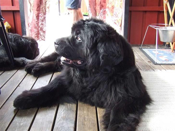Newfoundlænder Balder - Stille søs sover billede 2
