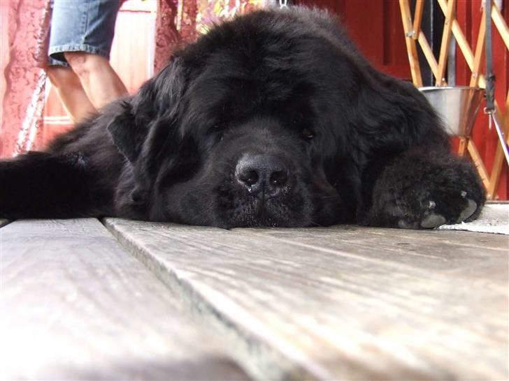 Newfoundlænder Balder - Elsker bare at slappe af, se bare mine øjne billede 3