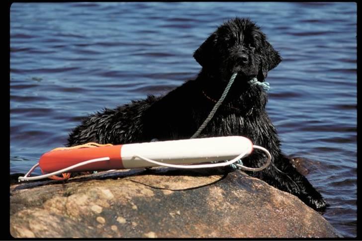 Newfoundlænder Balder - Er på vagt der er jo nogle der bader billede 4